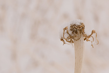 Dried flower in snow