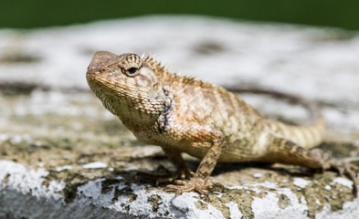 King of the lizards