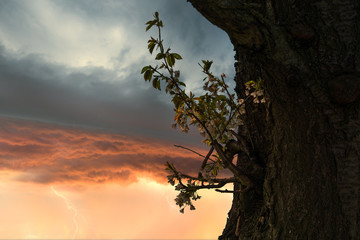 Baum mit Kirschbl&uuml;ten und Gewitterblitz