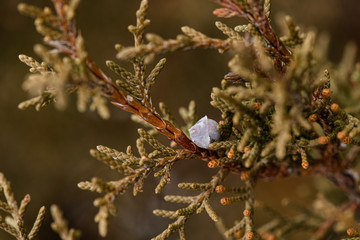 Juniper berries in winter