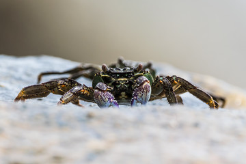 curious crab 