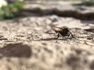 Fliege