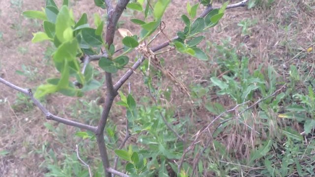 Big Beige praying mantis Empusa pennata on a bush of jujube date fruit 2