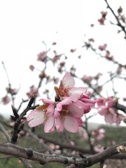 Obraz premium Mandelhain