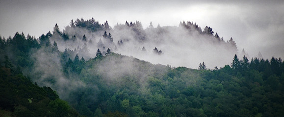 Foggy hills and trees 