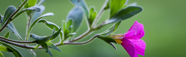 A single blooming fuchsia petunia for a horizontal banner