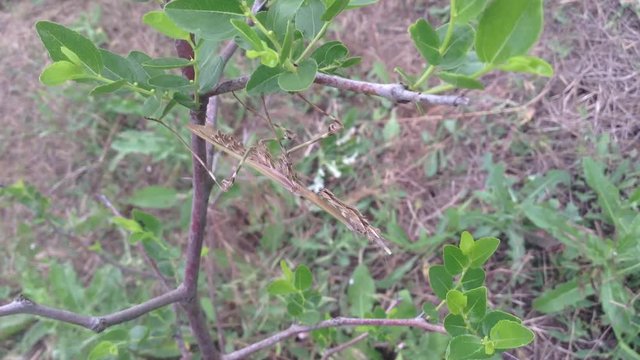 Big Beige praying mantis Empusa pennata on a bush of jujube date fruit 7