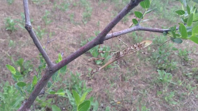 Big Beige praying mantis Empusa pennata on a bush of jujube date fruit 4