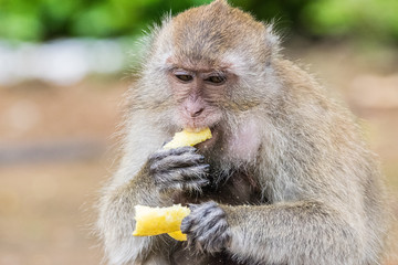 Hungry monkey