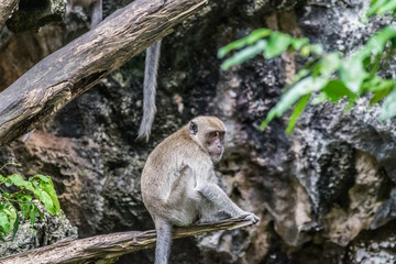 Lonely monkey