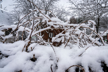 Grapewine unde snow in first day of winter
