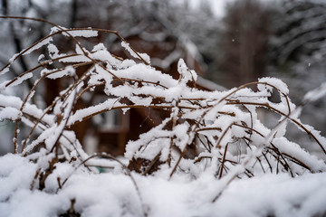 Grapewine unde snow in first day of winter