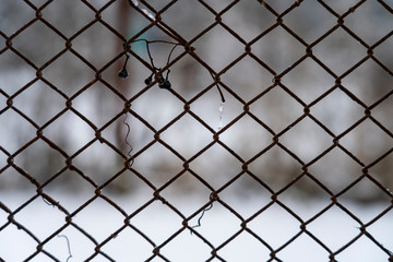 Naklejka premium Fence netting and vine vines are frozen in winter