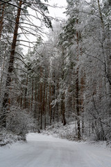 Snow road in pine tree forest