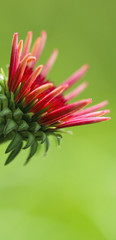 A vertical banner of a baja sombrero coneflower on a green background