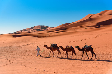 Fototapeta premium Berber man leading camel caravan in Erg Chebbi Sand dunes in Sahara Desert