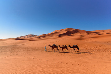 Fototapeta na wymiar Berber man leading camel caravan in Erg Chebbi Sand dunes in Sahara Desert