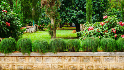 Plants in rows in park