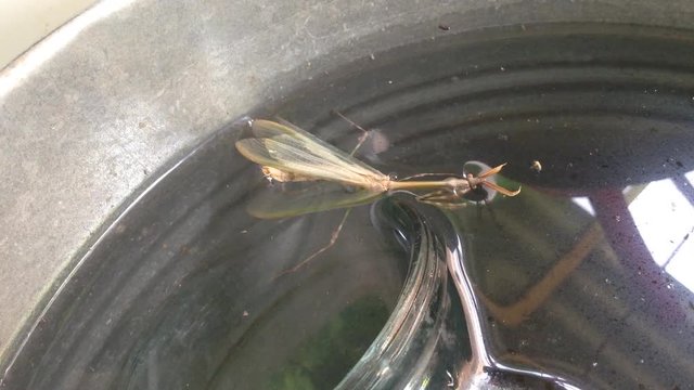 Mantis Mantodea Empusa pennata with Two crests swims in a bucket of water 6