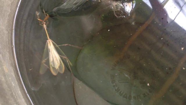 Mantis Mantodea Empusa pennata with Two crests swims in a bucket of water 7