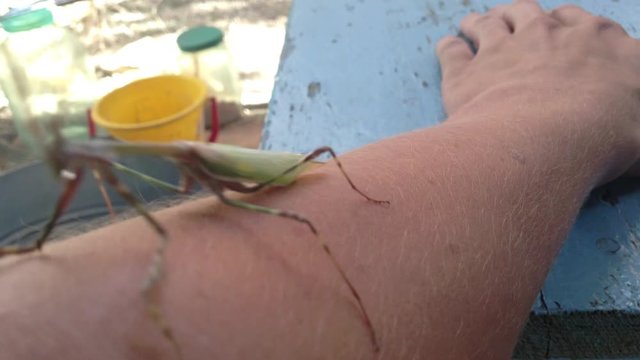 Green Mantis Mantodea Empusa pennata with Two crests creeps on hand 2