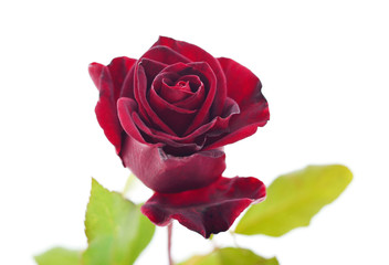 Beautiful red flowers.