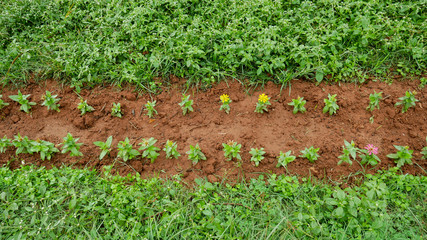 Small plants in rows in soil