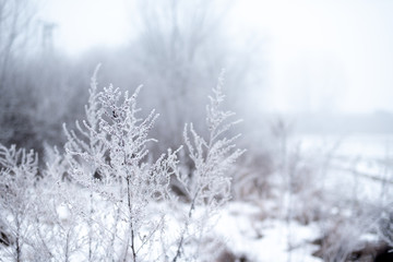 Dry plants on winter meadow, covered with frost and snow, winter nature background