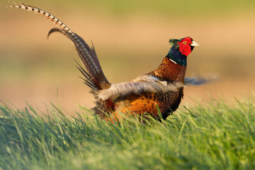 Bażant zwyczajny (Phasianus colchicus)  © Krzysztof