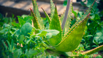Fototapeta na wymiar Aloe Vera plant