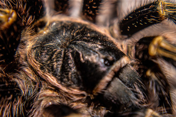 tarantula