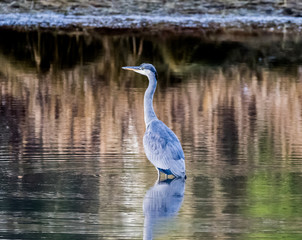 Winter Heron