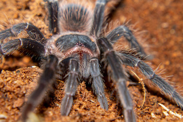 tarantula