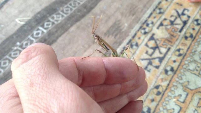 Green Mantis Mantodea Empusa pennata with Two crests Sits on hand 3