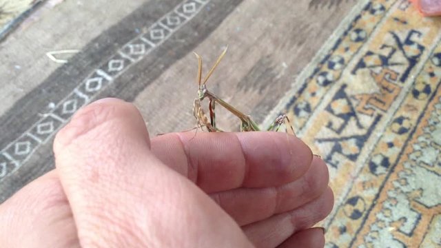 Green Mantis Mantodea Empusa pennata with Two crests Sits on hand 5