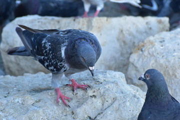 pigeon