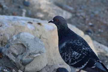 pigeon in the park