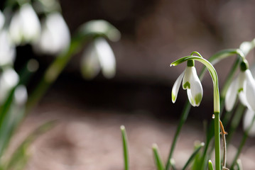 Fototapeta premium Single Snowdrop Flower
