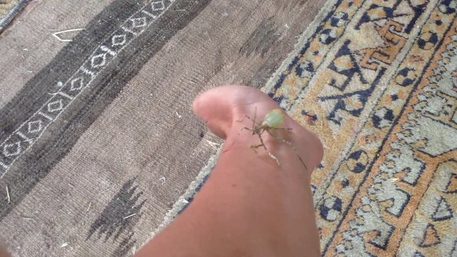 Green Mantis Mantodea Empusa pennata with Two crests creeps on hand 9