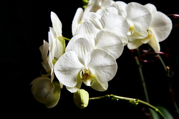 Fototapeta na wymiar White orchid Phalaenopsis isolated on black background. White orchid branch blossom.