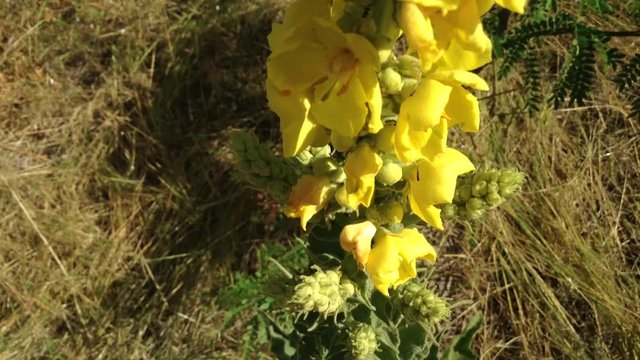 Big Green Plant With Yellow Flowers Morne Ordinary Verbascum thapsus 2