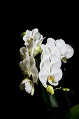 Obraz premium White orchid Phalaenopsis isolated on black background. White orchid branch blossom.