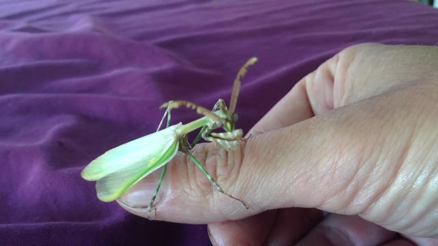 Green Mantis Mantodea Empusa pennata with Two crests creeps on Finger 2