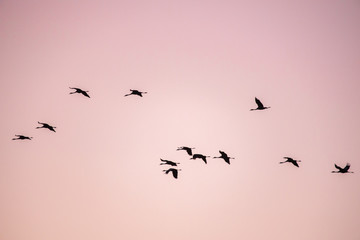 cranes flying over sky at sunrise