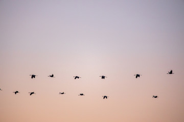 cranes flying over sky at sunrise