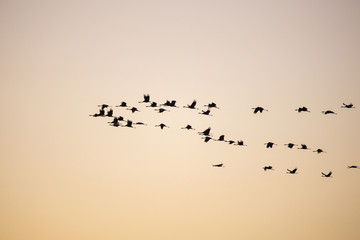 cranes flying over sky at sunrise