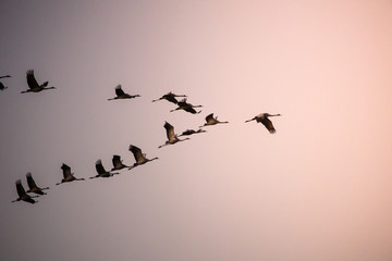 cranes flying over sky at sunrise