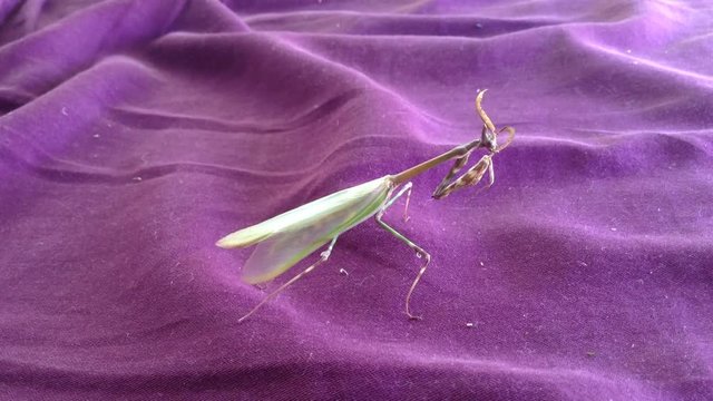 Green Mantis Mantodea Empusa pennata Clean its crest on Purple Macro