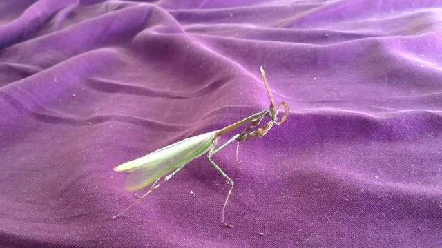 Green Mantis Mantodea Empusa pennata Clean its crest on Purple Macro 2