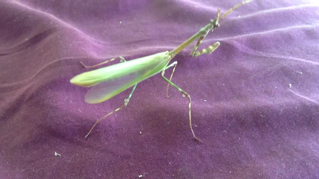 Green Mantis Mantodea Empusa pennata Creeps on Purple Macro